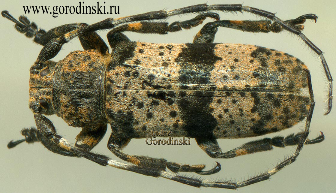 http://www.gorodinski.ru/cerambyx/Paraniphona rotundipennis.jpg